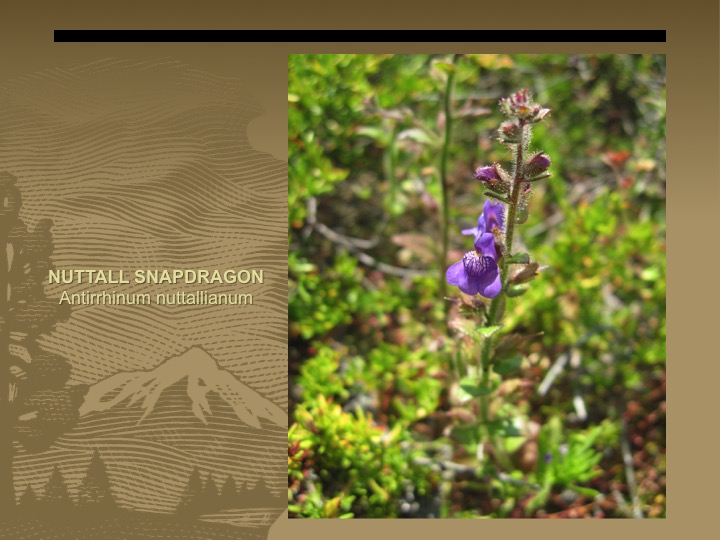 Nuttall Snapdragon
