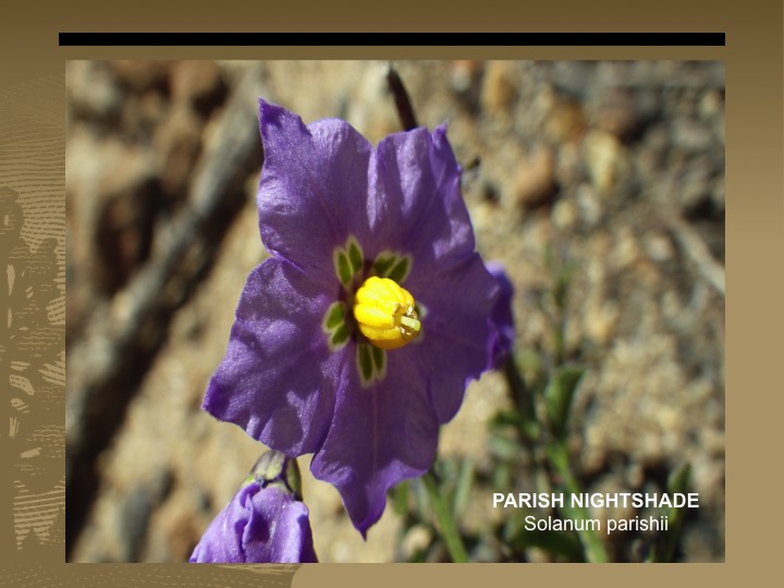 Parish Nightshade