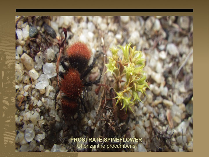 Prostrate Spineflower