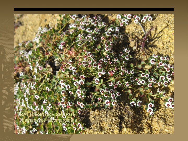 Rattlesnake Spurge