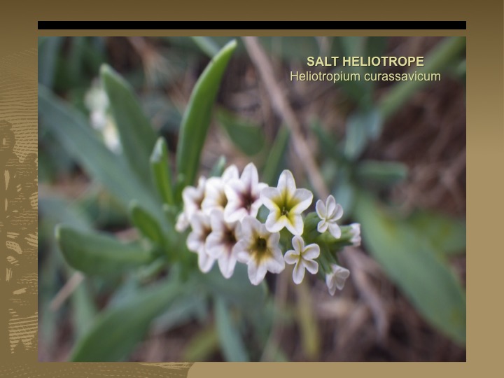 Salt Heliotrope