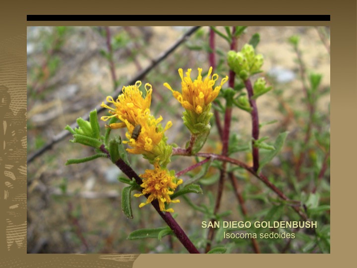 Goldenbush