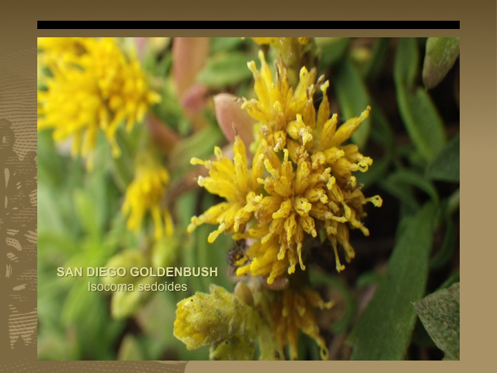 Goldenbush