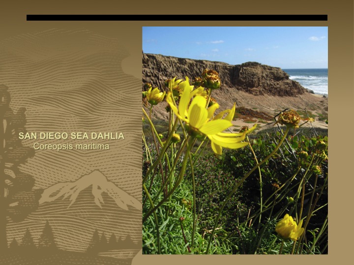 Sea Dahlia