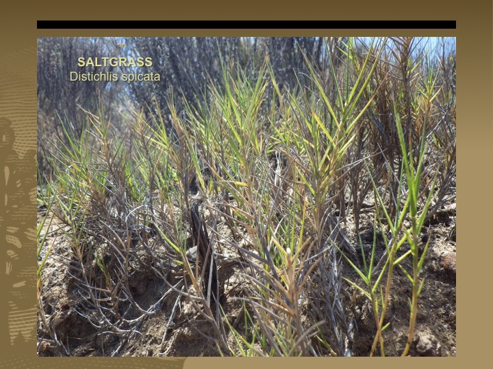 Saltgrass