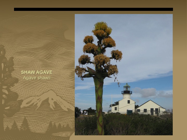 Shaw Agave