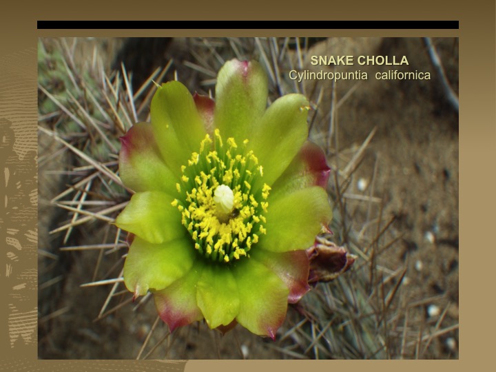 Snake Cholla