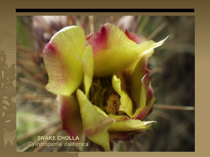 Snake Cholla