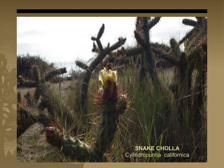 Snake Cholla