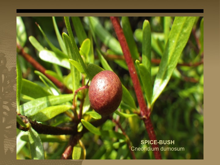 Spice-Bush