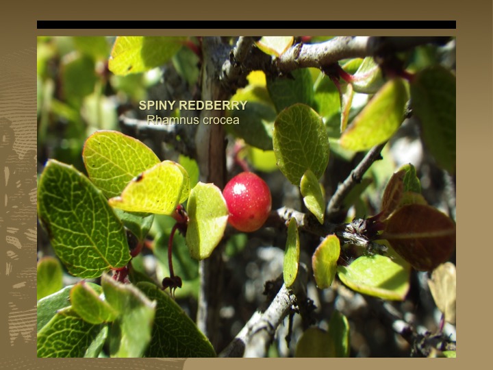 Spiny Redberry