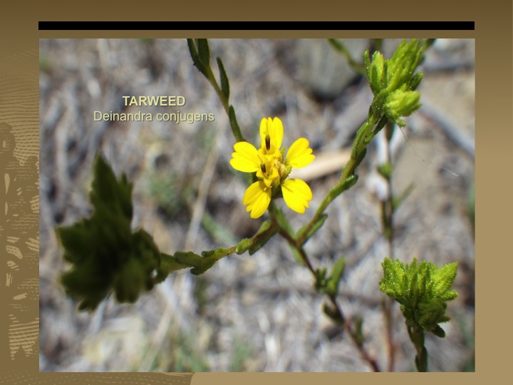 Tarweed