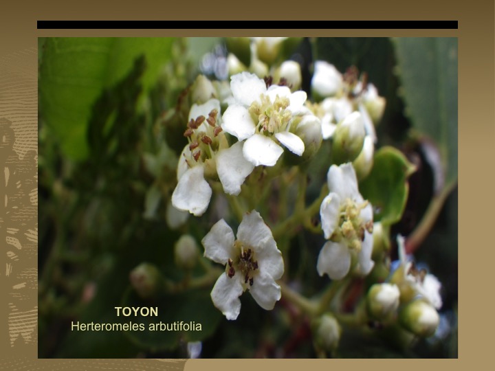 Toyon