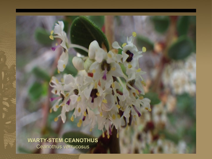 Warty-stem Ceanothus