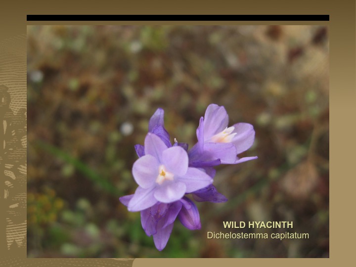 Wild Hyacinth