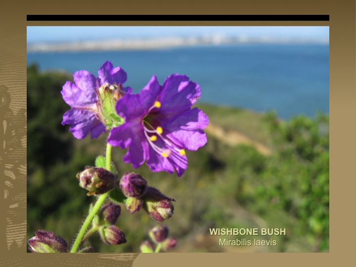 Wishbone Bush
