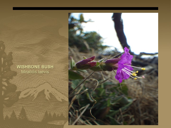 Wishbone Bush