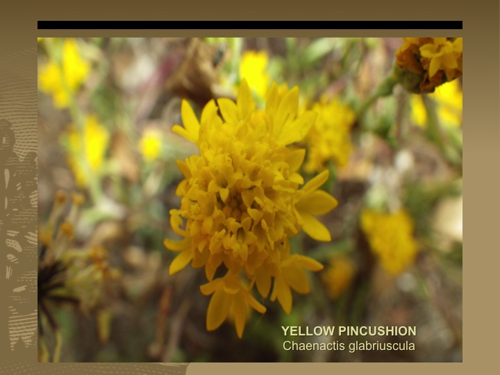 Yellow Pincushion