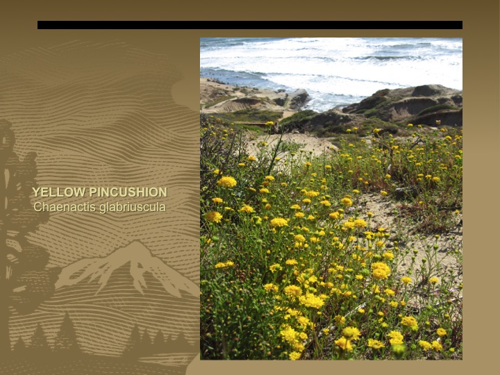 Yellow Pincushion