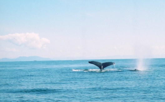 Whale Spouting