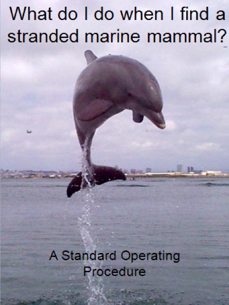 Marine Mammal Strandings