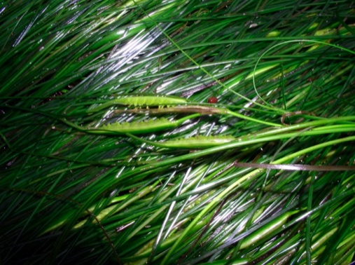Surf Grass