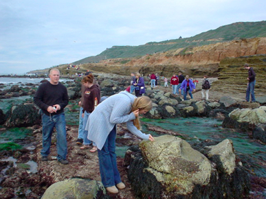 Tidepool Visitors