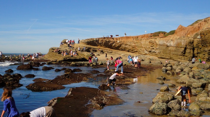 Tidepool Visitors