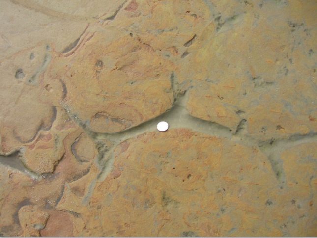 Trace Fossils of CNM