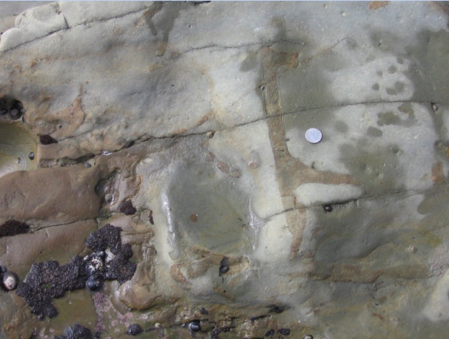 Trace Fossils of CNM