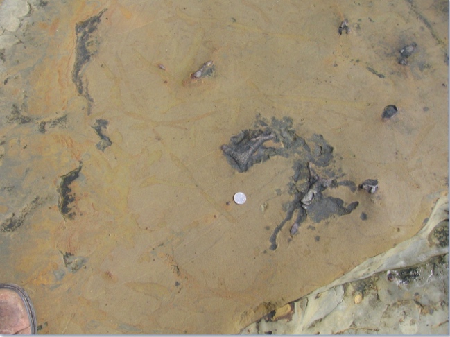 Trace Fossils of CNM