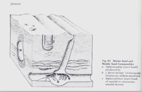 Trace Fossils of CNM