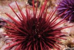 Urchins