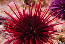 Urchins