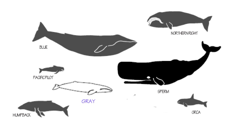 Whale Shapes and Sizes