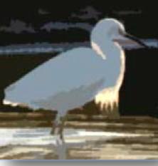 Wildlife Policy Explained