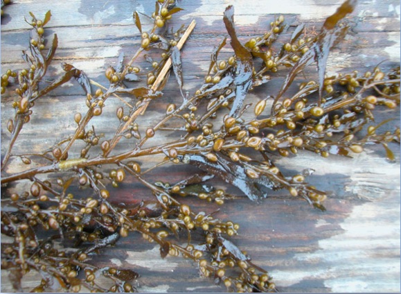 Sargassum muticum