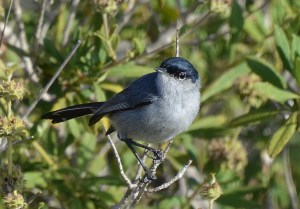 California Gnatcatcher