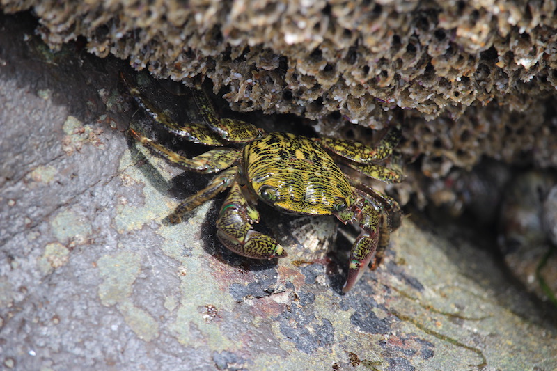 Shore Crab