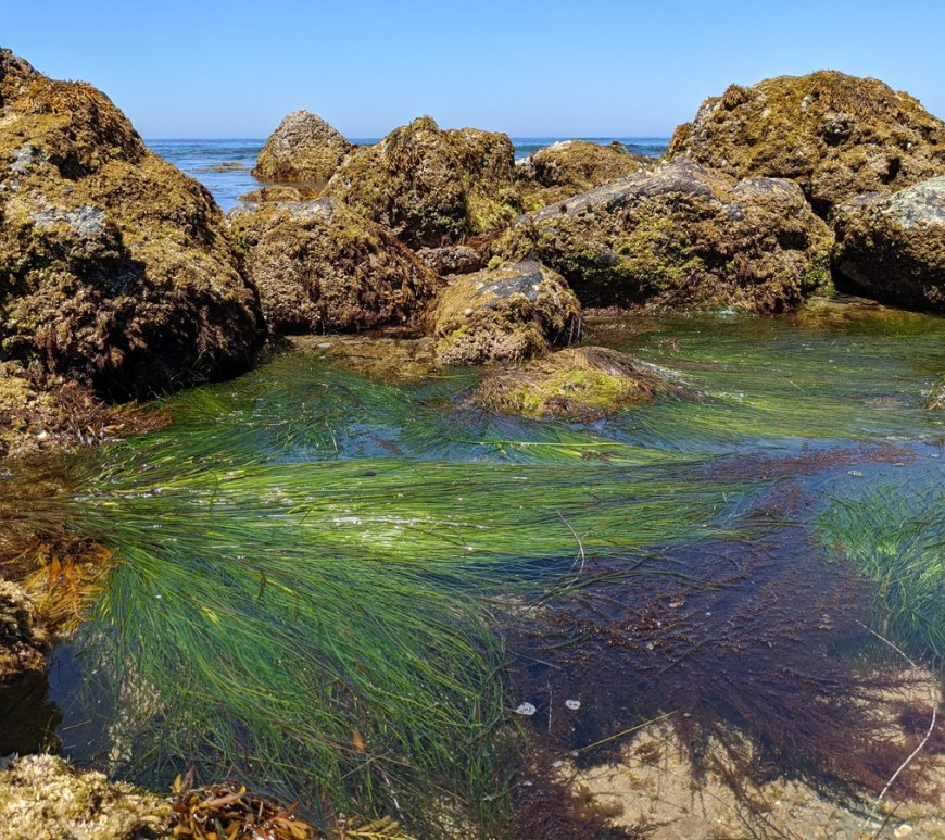 Green grass floating in a pool of water at the ocean