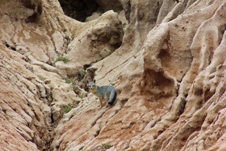 A gray fox stands on sandstone cliff