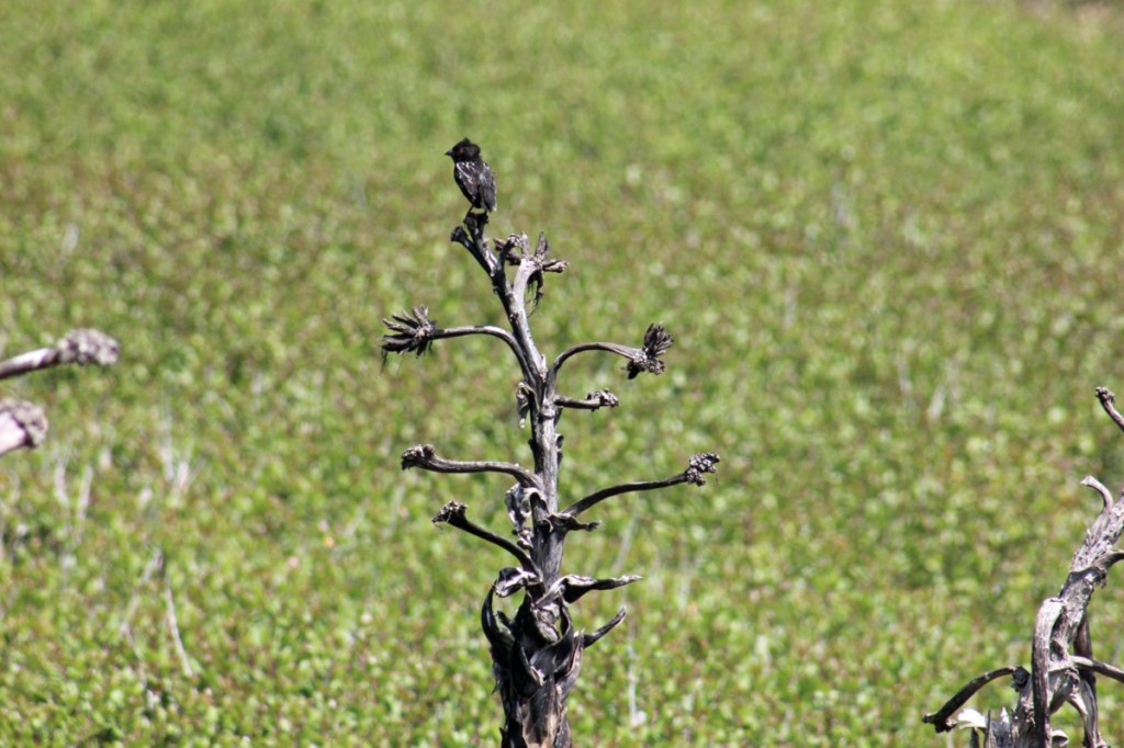 Bird sitting on top of tree branch