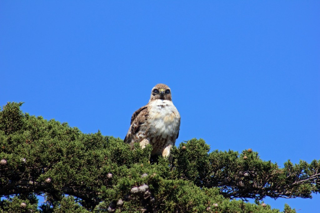 A bird sits on top of a tree