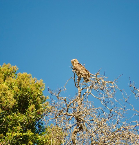 A bird sits on top of a tree