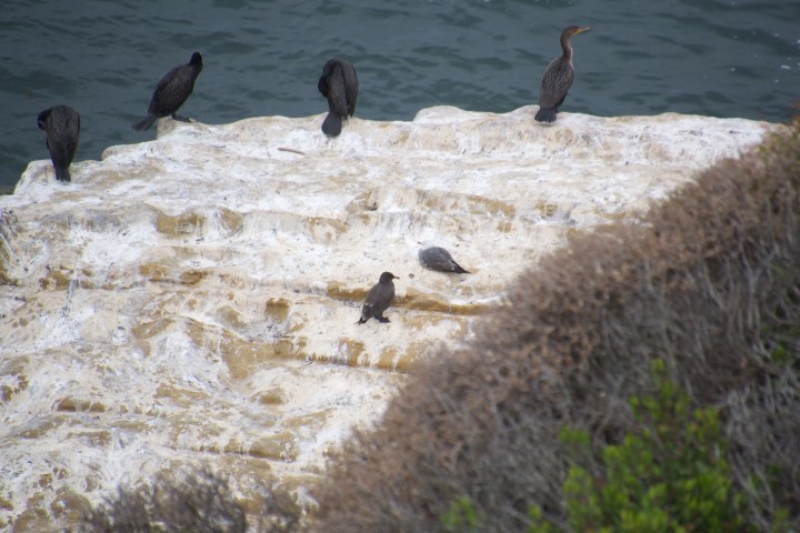 Large black birds sitting on a rock overlooking the ocean