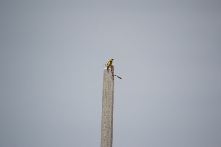A bird with a yellow head and yellow wings perched on top of a post
