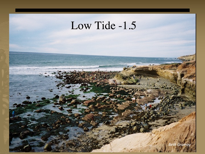Sandstone cliffs along a rocky beach adjacent to the ocean with water removed due to a low tide.