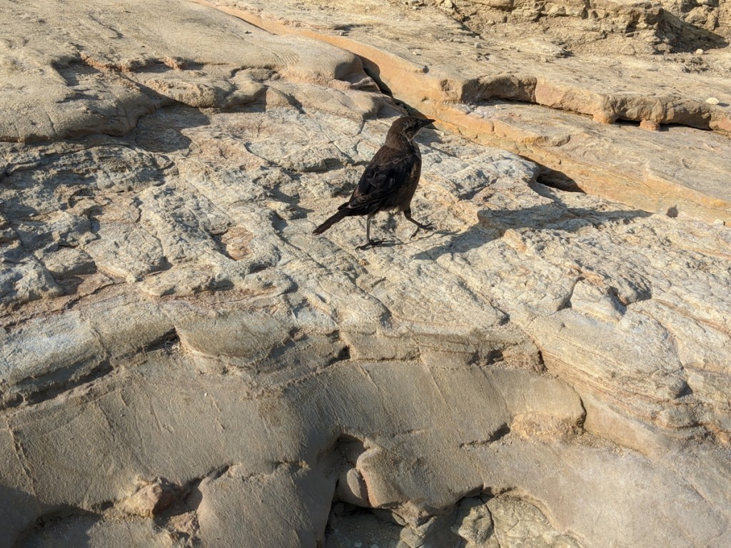 Small crow sized brown bird with black wings stands on tan sandstone.