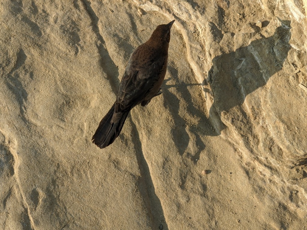 Small crow sized brown bird with black wings stands on tan sandstone.