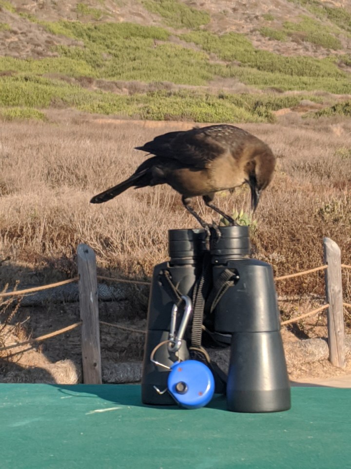 A brown bird with black wings stands on top of a set of binoculars on a green table.